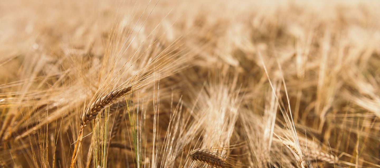 Large Fettercairnimage Barley 2021